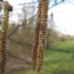 Photographie n°107887 du taxon Corylus avellana L. [1753]