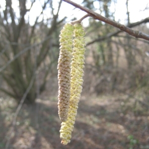 Photographie n°107895 du taxon Corylus avellana L. [1753]