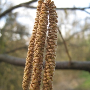 Photographie n°107896 du taxon Corylus avellana L. [1753]