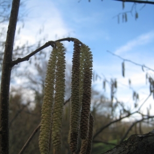 Photographie n°107898 du taxon Corylus avellana L. [1753]