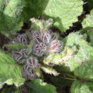 Photographie n°107923 du taxon Borago officinalis L. [1753]