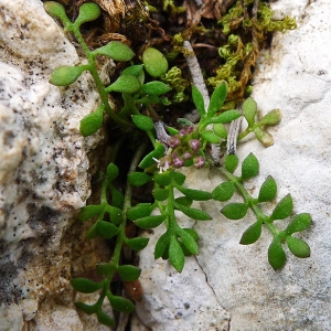 Photographie n°107981 du taxon Hornungia petraea (L.) Rchb. [1838]