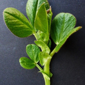 Photographie n°107988 du taxon Vicia narbonensis L. [1753]