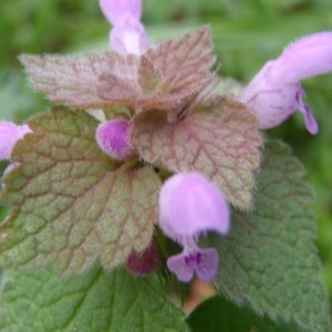 Photographie n°107997 du taxon Lamium purpureum L. [1753]