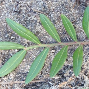 Photographie n°108011 du taxon Pistacia lentiscus L. [1753]