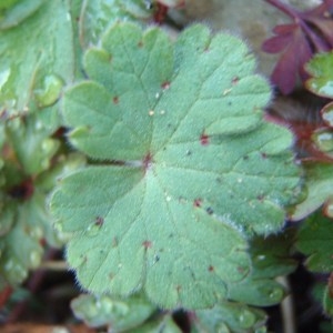 Photographie n°108022 du taxon Geranium rotundifolium L. [1753]