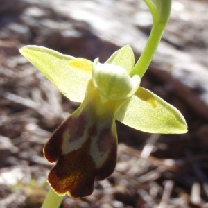 Photographie n°108043 du taxon Ophrys fusca Link [1800]