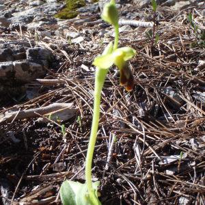 Photographie n°108044 du taxon Ophrys fusca Link [1800]