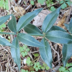 Photographie n°108075 du taxon Rubia peregrina L. [1753]