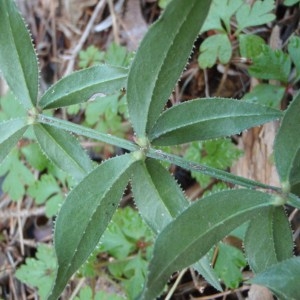 Photographie n°108076 du taxon Rubia peregrina L. [1753]