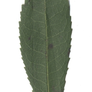 Photographie n°108086 du taxon Arbutus unedo L. [1753]