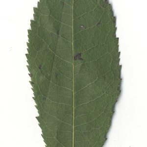 Photographie n°108090 du taxon Arbutus unedo L. [1753]
