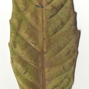Photographie n°108111 du taxon Eriobotrya japonica (Thunb.) Lindl. [1821]