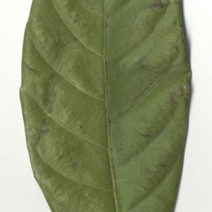 Photographie n°108112 du taxon Eriobotrya japonica (Thunb.) Lindl. [1821]