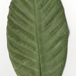 Photographie n°108113 du taxon Eriobotrya japonica (Thunb.) Lindl. [1821]