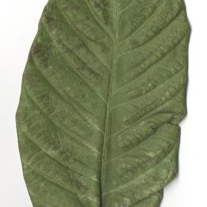 Photographie n°108115 du taxon Eriobotrya japonica (Thunb.) Lindl. [1821]