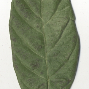 Photographie n°108116 du taxon Eriobotrya japonica (Thunb.) Lindl. [1821]