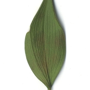 Photographie n°108121 du taxon Ruscus aculeatus L. [1753]