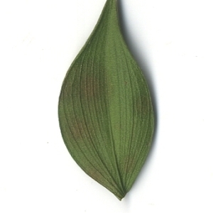 Photographie n°108122 du taxon Ruscus aculeatus L. [1753]