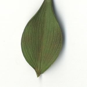 Photographie n°108123 du taxon Ruscus aculeatus L. [1753]