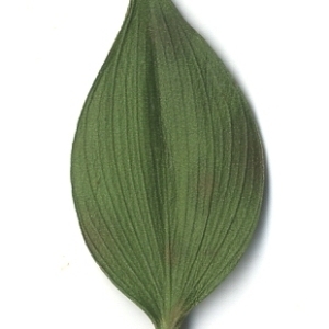 Photographie n°108124 du taxon Ruscus aculeatus L. [1753]