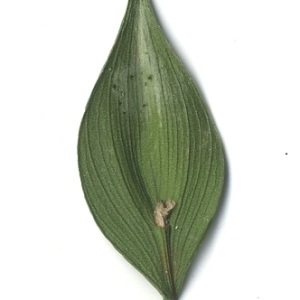Photographie n°108125 du taxon Ruscus aculeatus L. [1753]