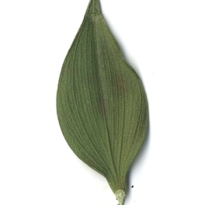 Photographie n°108127 du taxon Ruscus aculeatus L. [1753]