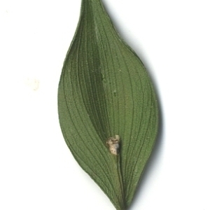 Photographie n°108128 du taxon Ruscus aculeatus L. [1753]