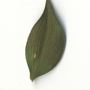 Photographie n°108129 du taxon Ruscus aculeatus L. [1753]