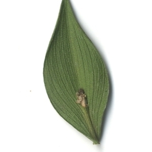 Photographie n°108130 du taxon Ruscus aculeatus L. [1753]