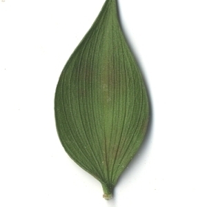 Photographie n°108131 du taxon Ruscus aculeatus L. [1753]