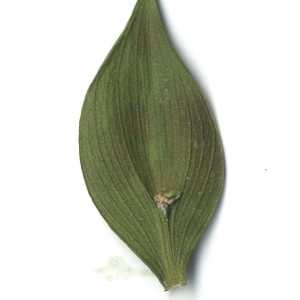 Photographie n°108132 du taxon Ruscus aculeatus L. [1753]
