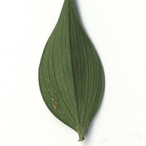 Photographie n°108133 du taxon Ruscus aculeatus L. [1753]