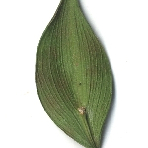 Photographie n°108134 du taxon Ruscus aculeatus L. [1753]