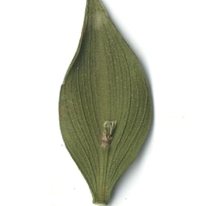 Photographie n°108135 du taxon Ruscus aculeatus L. [1753]