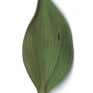 Photographie n°108136 du taxon Ruscus aculeatus L. [1753]