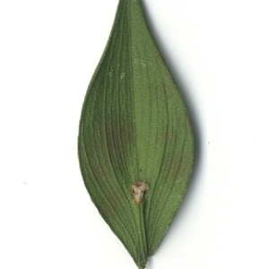 Photographie n°108137 du taxon Ruscus aculeatus L. [1753]