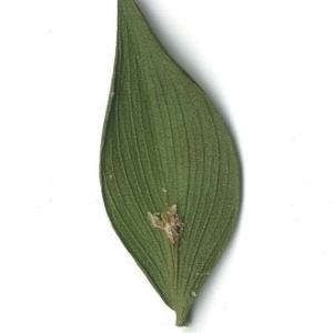 Photographie n°108139 du taxon Ruscus aculeatus L. [1753]