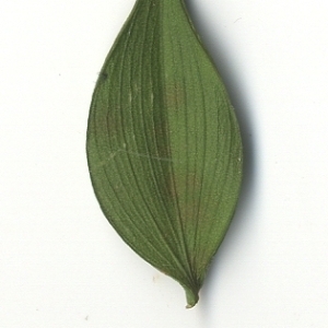 Photographie n°108140 du taxon Ruscus aculeatus L. [1753]