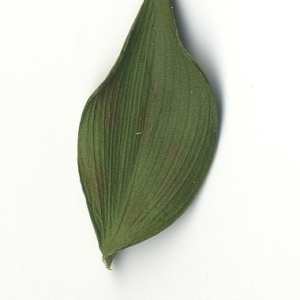 Photographie n°108141 du taxon Ruscus aculeatus L. [1753]
