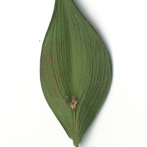 Photographie n°108142 du taxon Ruscus aculeatus L. [1753]