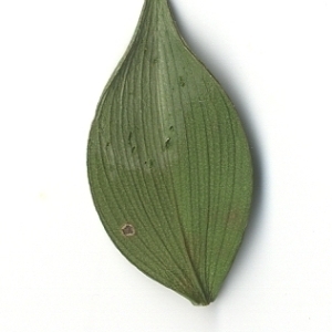 Photographie n°108143 du taxon Ruscus aculeatus L. [1753]