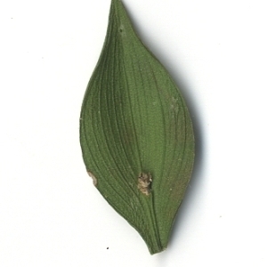 Photographie n°108144 du taxon Ruscus aculeatus L. [1753]