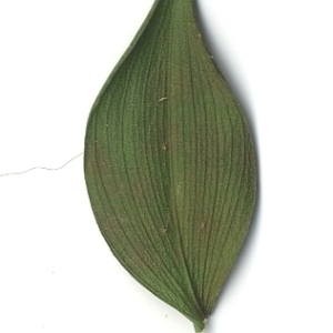 Photographie n°108146 du taxon Ruscus aculeatus L. [1753]