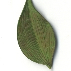 Photographie n°108147 du taxon Ruscus aculeatus L. [1753]