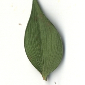 Photographie n°108148 du taxon Ruscus aculeatus L. [1753]