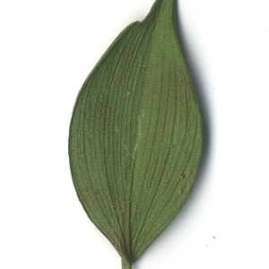 Photographie n°108149 du taxon Ruscus aculeatus L. [1753]