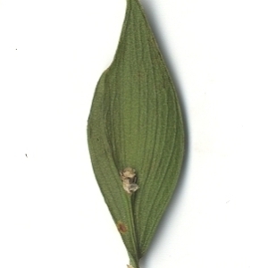 Photographie n°108151 du taxon Ruscus aculeatus L. [1753]