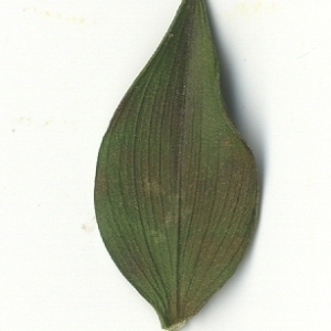 Photographie n°108152 du taxon Ruscus aculeatus L. [1753]