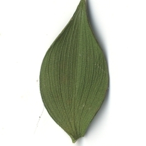 Photographie n°108153 du taxon Ruscus aculeatus L. [1753]